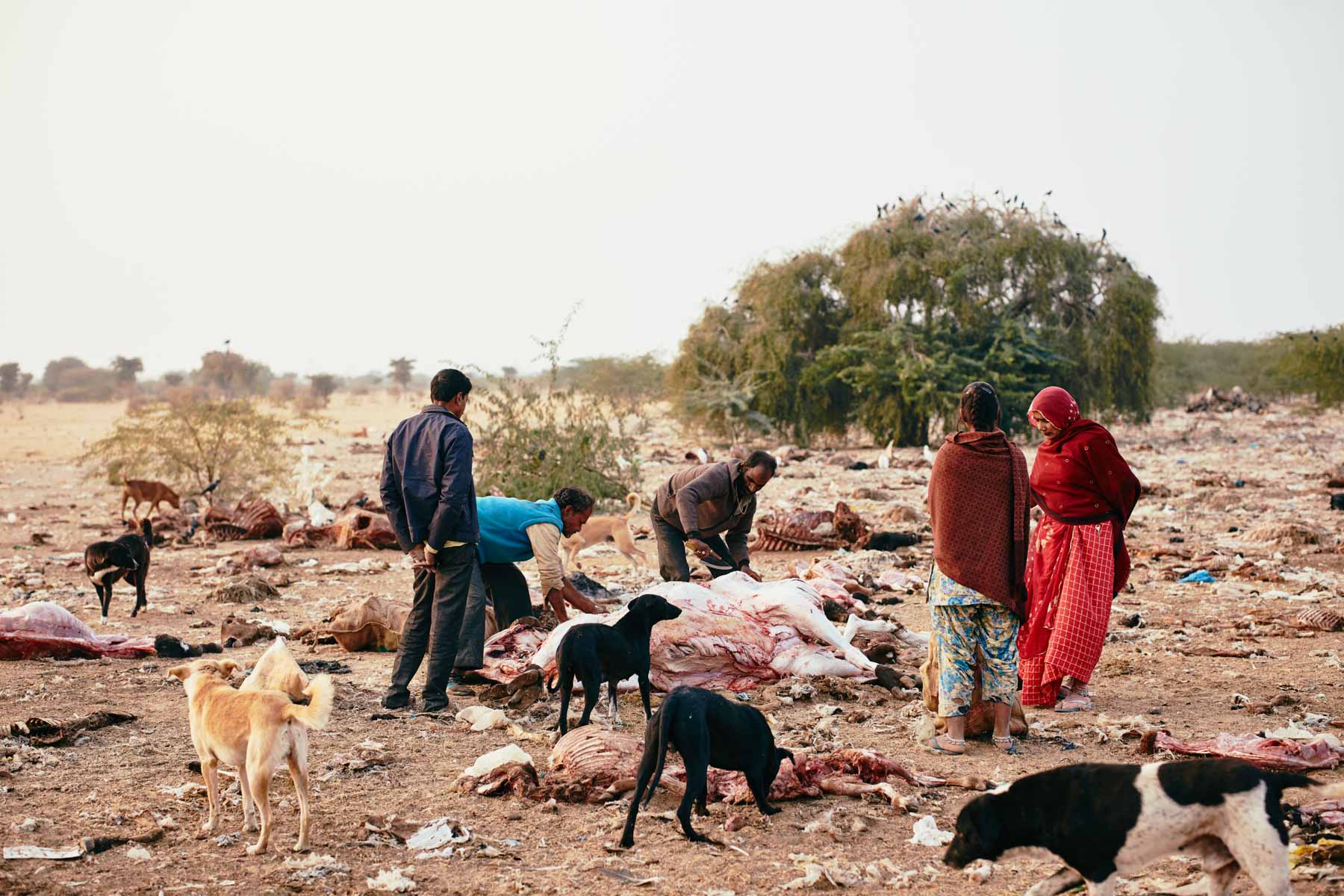 Tierhautsammler auf dem Tierfriedhof in Bikaner/ Rajasthan/ Indien, 2018